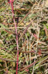 Mexican primrose-willow